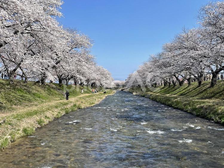 【写真素材】富山県あさひ舟川の桜並木 桜,桜並木,川の写真素材