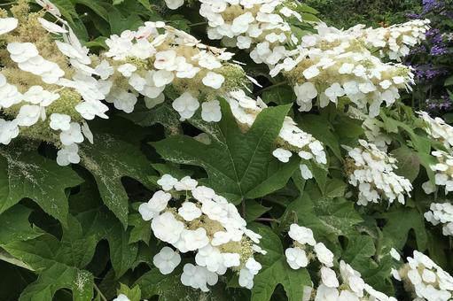 カシワバアジサイ カシワバアジサイ アジサイ,柏葉紫陽花,花びらの写真素材