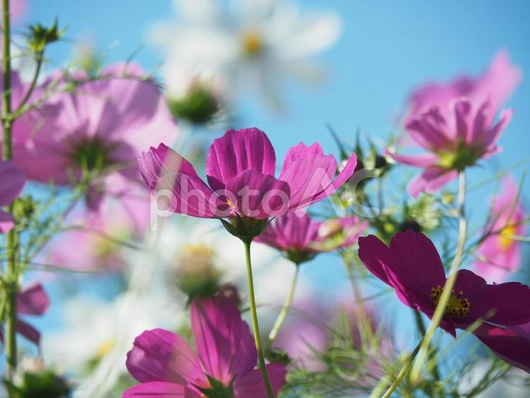 コスモスと空 コスモス,秋桜,空の写真素材