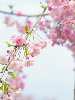 さくら さくらの写真