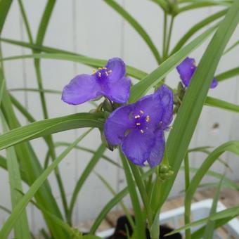 ムラサキツユクサの花 ムラサキツユクサの花の写真