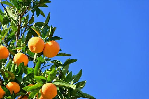実ったミカンと青空 ミカン,みかん,くだものの写真素材