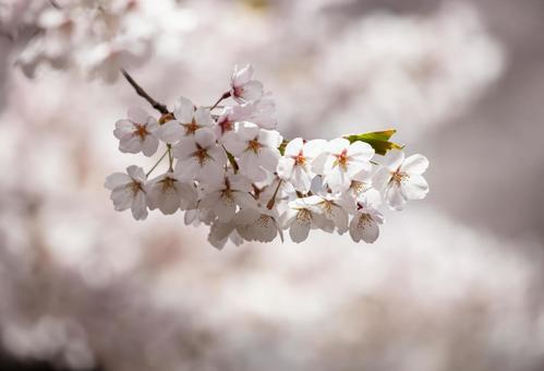 可憐な花、桜のアップ 可憐な花、桜のアップの写真
