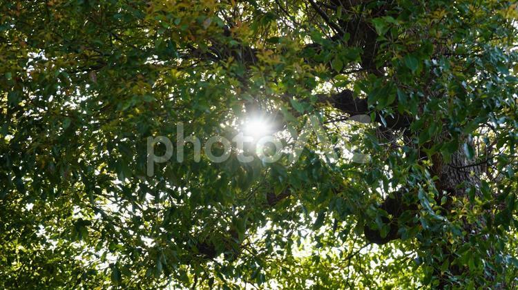 木漏れ日 風景,自然,木の写真素材