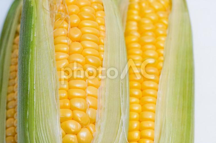 とうもろこし、corn、野菜、白背景 とうもろこし,白バック,白背景の写真素材