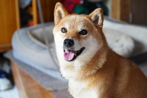 柴犬 ハウス 笑顔 2025年9月 ① 柴犬 ハウス 笑顔 2025年9月 ①の写真