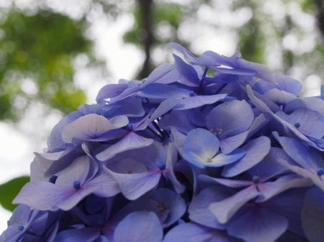 紫陽花 紫陽花の写真