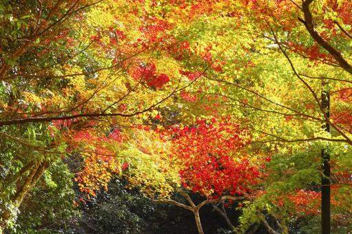 美しい紅葉のグラデーション 美しい紅葉のグラデーションの写真