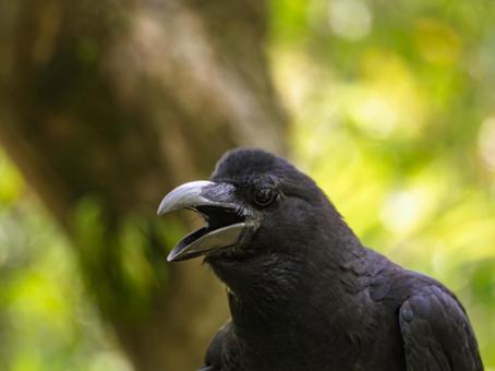 森に響く声|力強く鳴くカラス 森に響く声|力強く鳴くカラス カラス,鳴いているカラス,横顔のカラスの写真素材