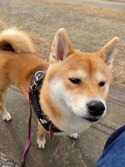 お散歩中の柴犬！ 犬,シバ,愛犬の写真素材