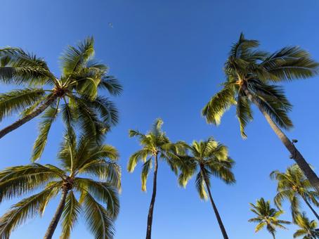 ハワイの青空とヤシの木 ハワイ,マウイ島,アメリカの写真素材