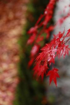 Autumn leaves, maple, autumn, red, JPG