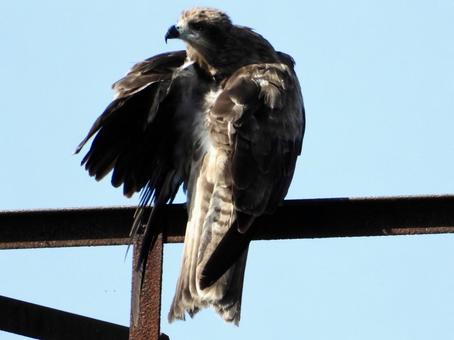 A black kite preening itself on an abandoned railway line, JPG A black kite preening itself on an abandoned railway line, JPG