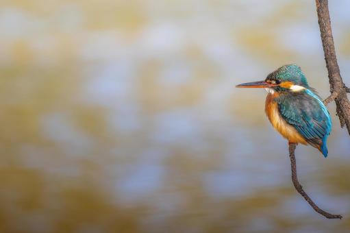 Kingfisher perched on a branch, copy space, kingfishers, wild bird, bird, JPG