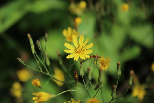 ニガナの花 ニガナの花の写真