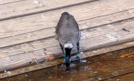 Photo, mallard, natural, a drinking bottle, 