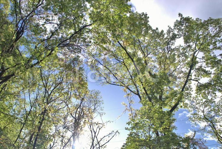 新緑が美しい初夏の森の風景 木漏れ日,初夏,森の写真素材