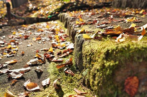 Photo, autumn, moss, landscape, 