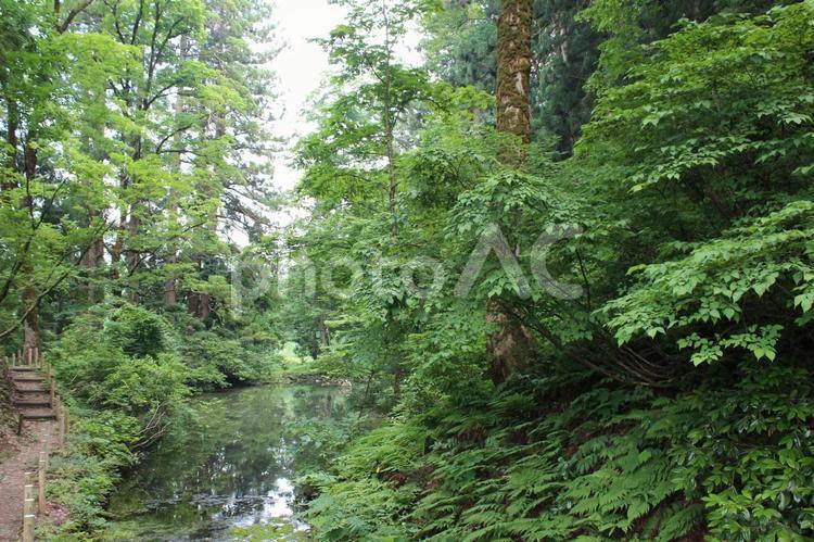 池と新緑 池,木,歩道の写真素材