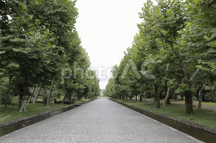 きっとゴールが 道路,自然,風景の写真素材