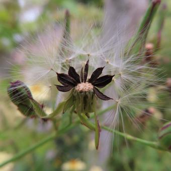 アキノノゲシ(秋の野芥子) アキノノゲシ(秋の野芥子)の写真