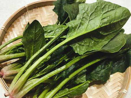 旬のほうれん草（生・洗い）２５ ほうれん草,緑黄色野菜,旬の写真素材