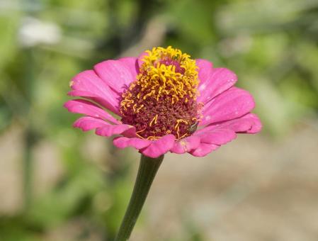 【花の写真】 ヒャクニチソウ（百日草） 百日草,ヒャクニチソウ,植物の写真素材