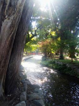 京都 上賀茂神社 境内 風景 川 光 京都,上賀茂神社,境内の写真素材