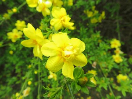 黄梅の花 黄梅の花の写真