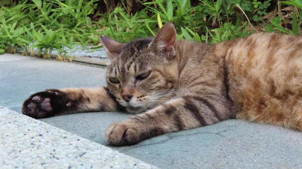 夏バテして茫然としている肉球猫 夏バテして茫然としている肉球猫の写真