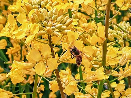 春の花(菜の花&蜂)3 春の花(菜の花&蜂)3の写真