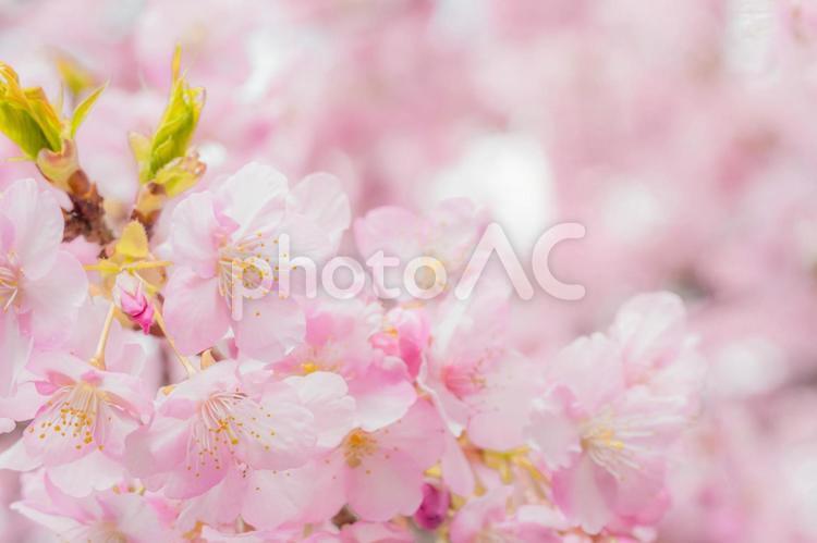 満開の河津ざくら 満開の河津ざくら さくら,桜,サクラの写真素材