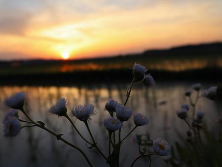 夕日と田んぼ 夕日と田んぼの写真