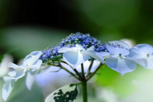 Photo, hydrangea, flower, close-up, 