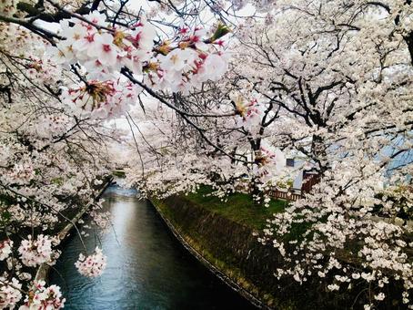 川と桜 春,桜,花の写真素材