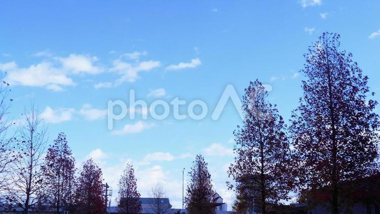 秋空とモミジバフウ並木 空,木,秋の写真素材