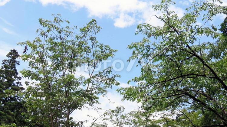 法多山境内から望む6月梅雨の合間の青空 青空,初夏,深緑の写真素材