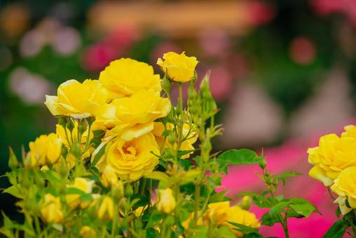 神代植物公園に咲く黄色のバラ 神代植物公園に咲く黄色のバラ 日本,花,バラの写真素材