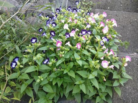 咲き誇る花の写真