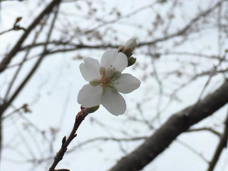 一輪の桜 一輪の桜の写真