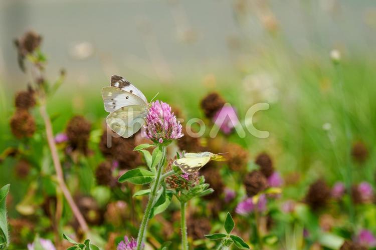 モンキチョウの求愛行動⒇ 蝶,モンキチョウ,昆虫の写真素材