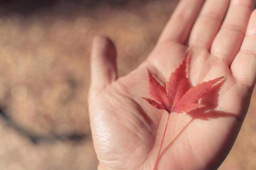 紅葉 紅葉の写真