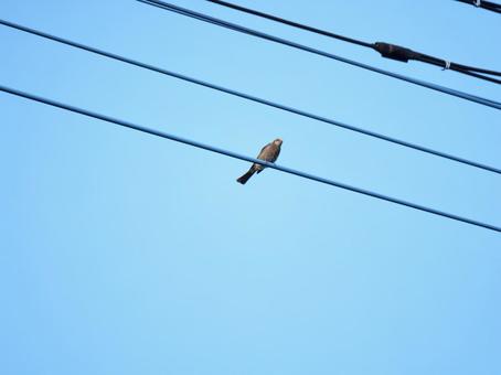 電線と野鳥 電線と野鳥の写真