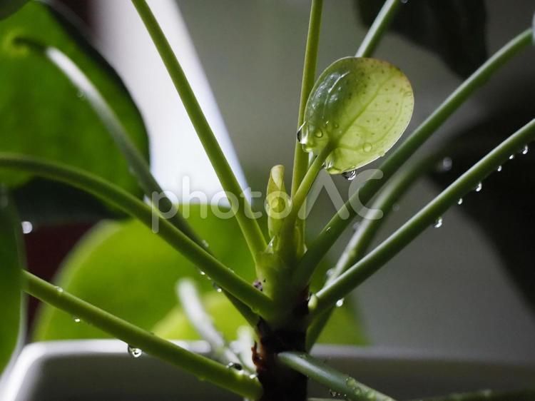 観葉植物　ピレア・ペペロミオイデス⑮ 観葉植物,ピレアペペロミオイデス,ピレアの写真素材