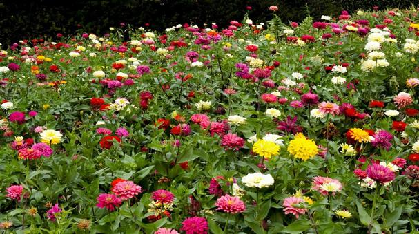 【花の写真】ジニア(百日草) 【花の写真】ジニア(百日草) 百日草,zinnia,9月の写真素材