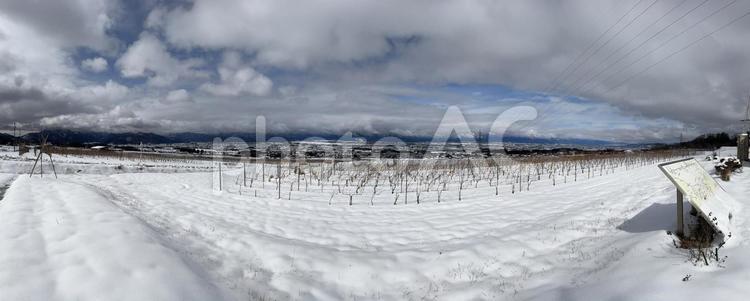 雪のぶどう畑と北アルプス（パノラマ） 雪,snow,whiteの写真素材