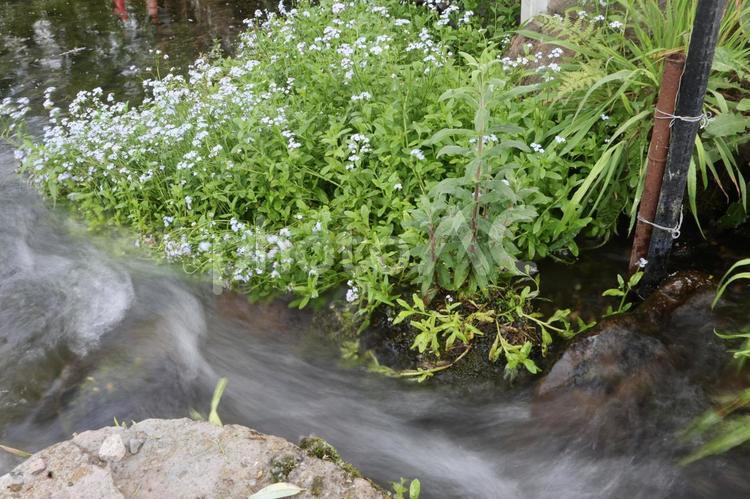 ワスレナグサ ワスレナグサ,忘れな草,水路の写真素材