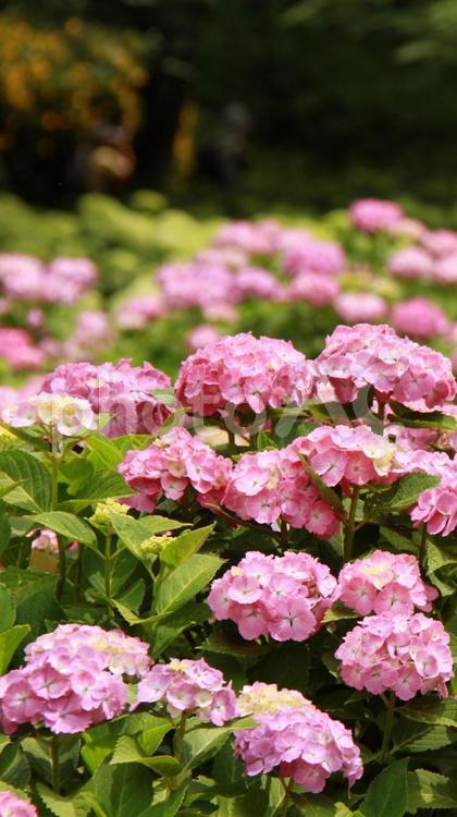 ピンク色のアジサイの縦長壁紙 紫陽花,アジサイ,植物の写真素材