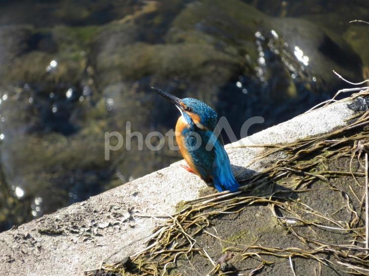 偶然出逢った、上空を気にするカワセミ カワセミ,かわせみ,翡翠の写真素材