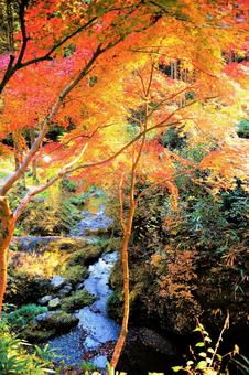 紅葉 紅葉の写真